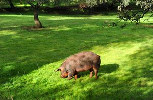 La importancia de la bellota en el cerdo ibérico
