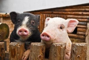 ¿Sabes qué comen nuestros cerdos?