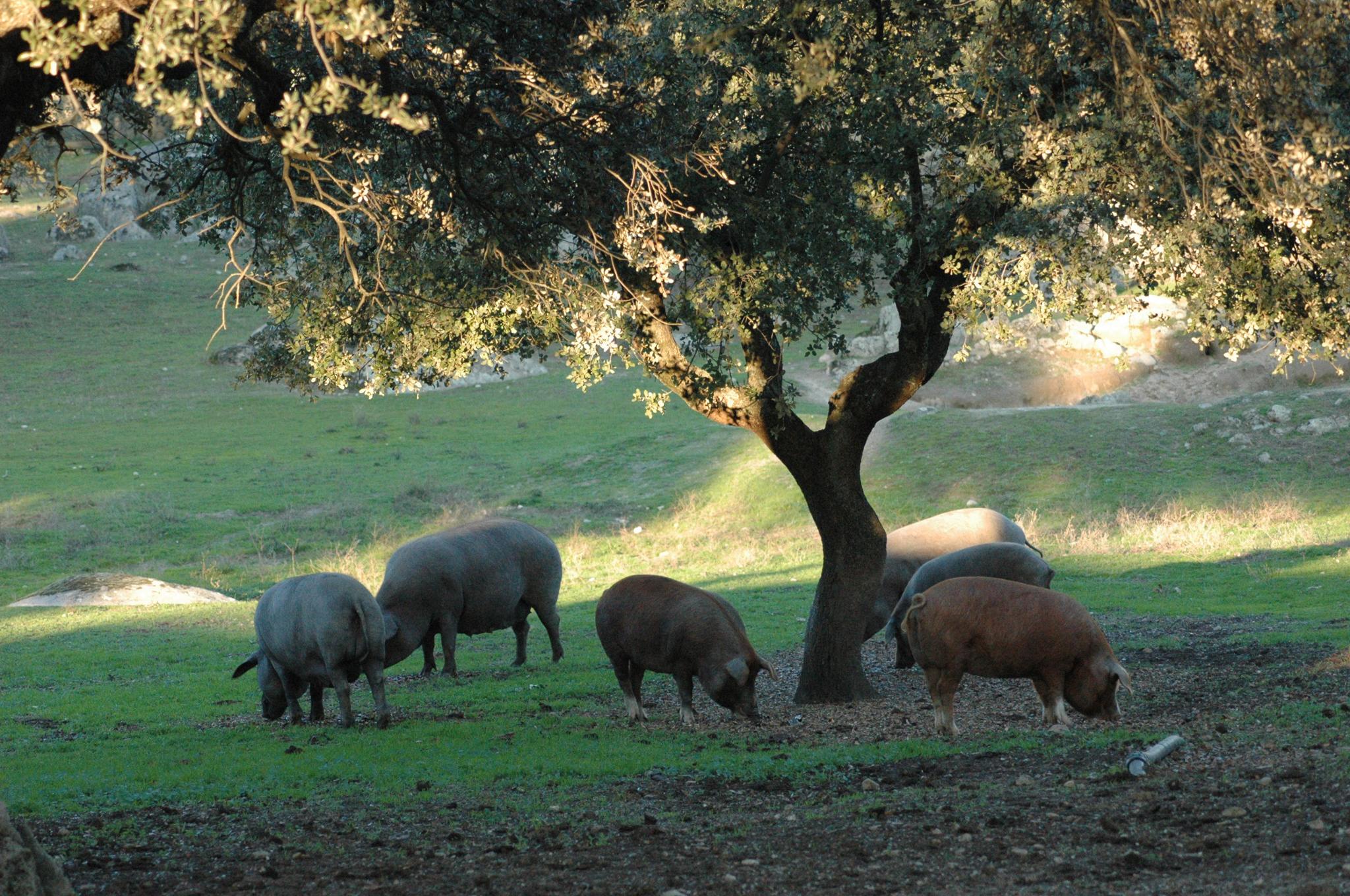 Gracias al aumento del censo del cerdo ibérico, se incrementará la producción de productos ibéricos.