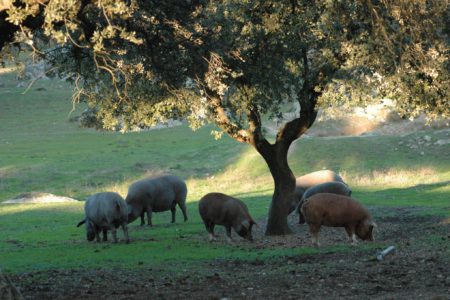 El censo del cerdo ibérico aumenta un 5% en Salamanca en 2016